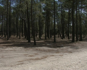 Imagen de archivo. Montes arandinos